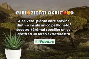 Aloe Vera provine din insula Socotra