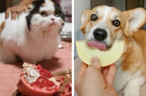 Pisica si cainele tau au voie sa manance fructe?