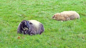 Recomandări pentru a preveni Boala limbii albastre