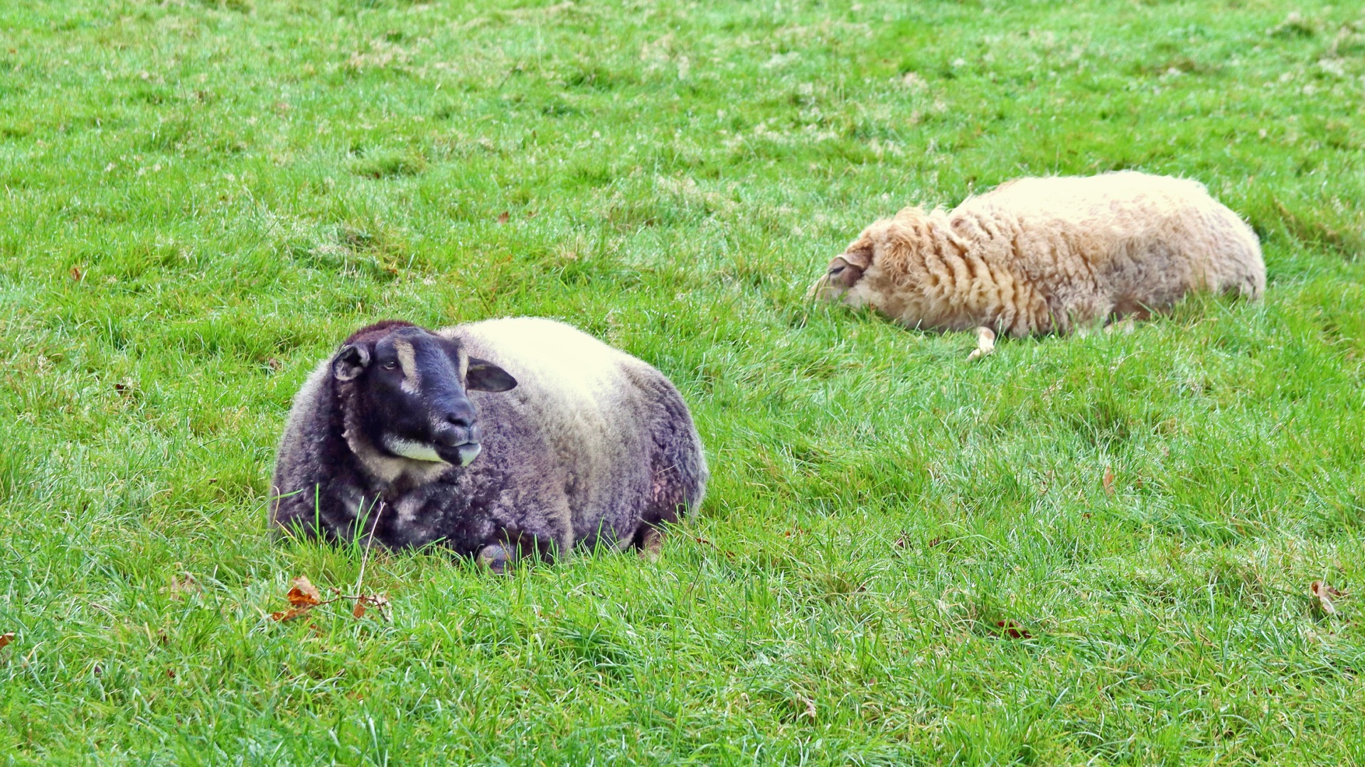 Recomandări pentru a preveni Boala limbii albastre