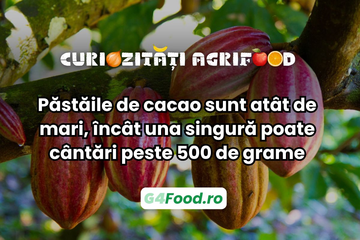 Păstăile de cacao pot ajunge până la 500 de grame