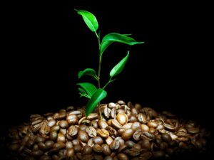 Zece povești despre cafea