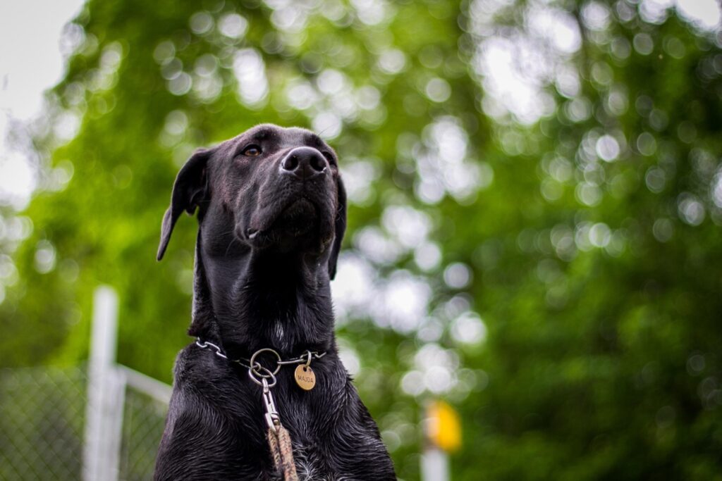 Câine de talie mare