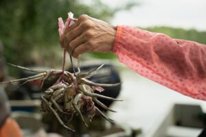 Tot mai puțini crabi în sudul Malaeziei