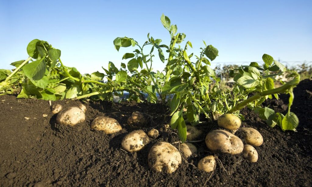 Cartoful, alimentul care i-a cucerit pe români