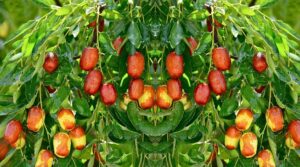 curmal chinezesc aclimatizat la Buzau