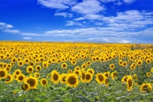 Exporturile bulgărești, diminuate de noile taxe vamale