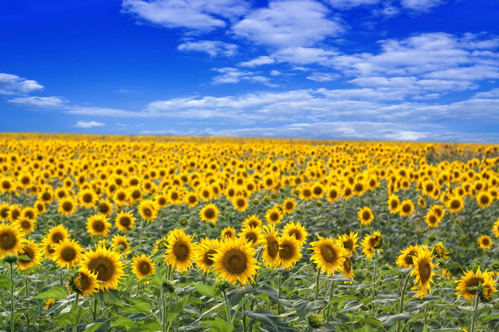 Exporturile bulgărești, diminuate de noile taxe vamale