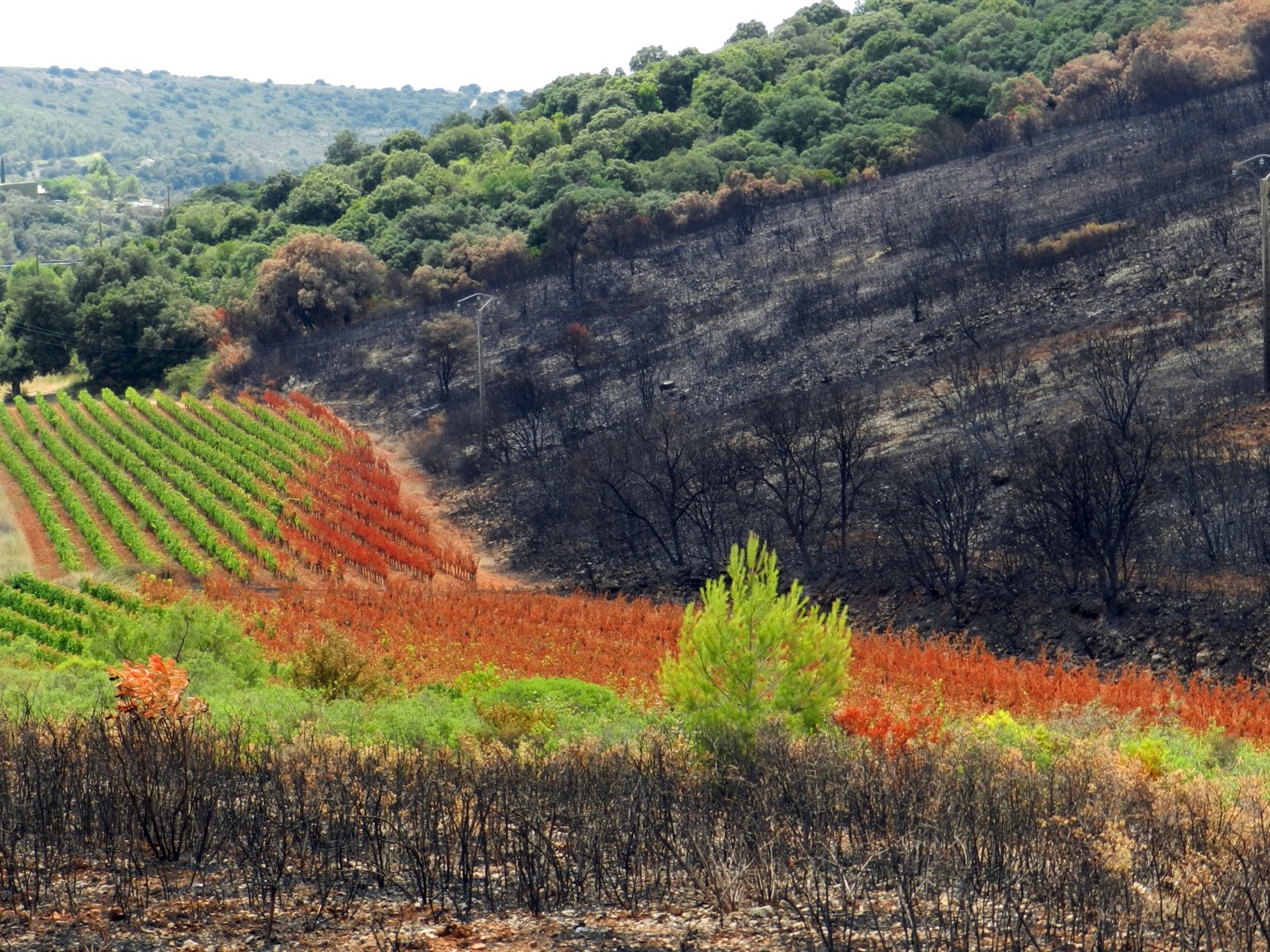 Guvernul francez alocă 8 milioane de euro pentru incendiul din Aude