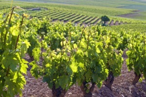 Viticultorii libanezi sunt în pericol să-și piardă culturile