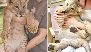 ceai-si-imbratisari-cu-pui-de-leu-in-meniul-unui-restaurant-din-China-recent-deschis