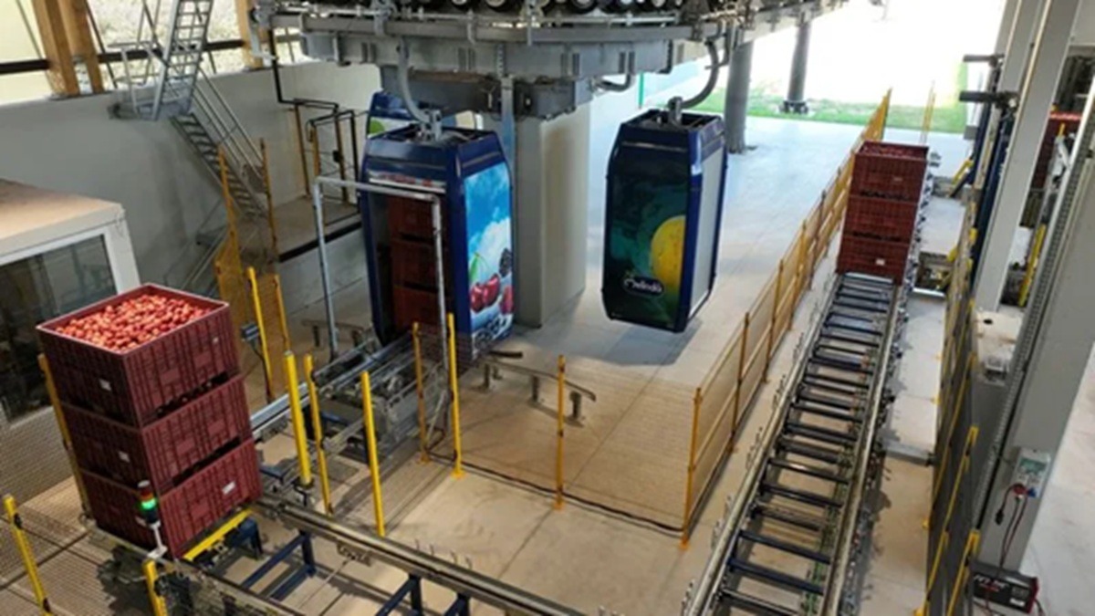 Merele sunt transportate pe linia de teleferic