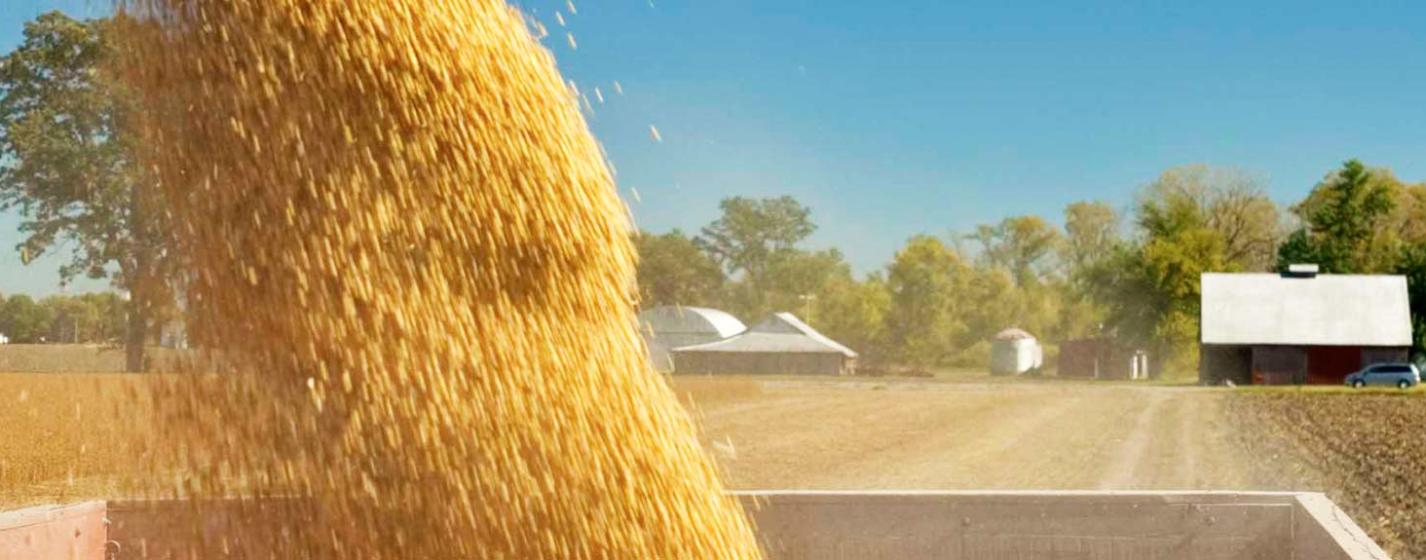 USDA a actualizat previziunile pentru recolta de porumb