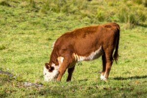 fermier noua zenlanda