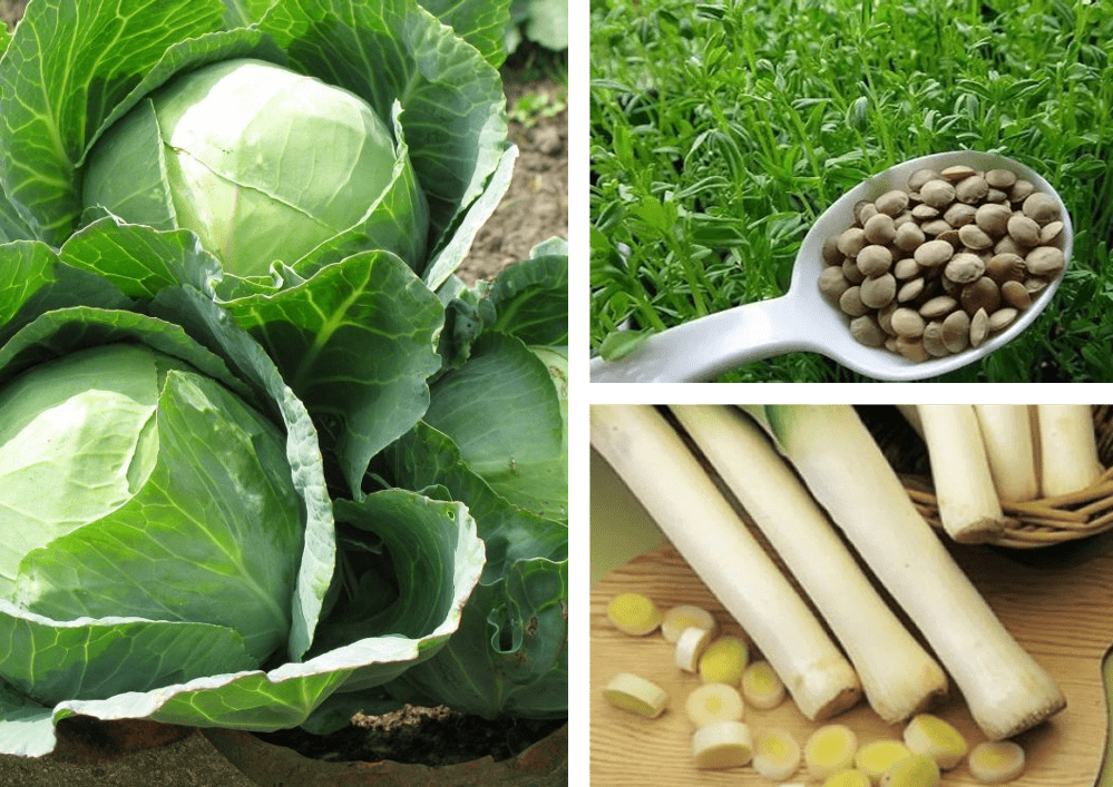 Varza. lintea și prazul - alimente tradiționale