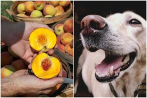 Piersicile sunt bune pentru câini