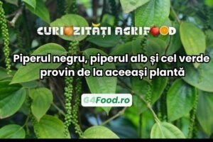 Piperul negru, verde ș alb provin de la aceeași plantă