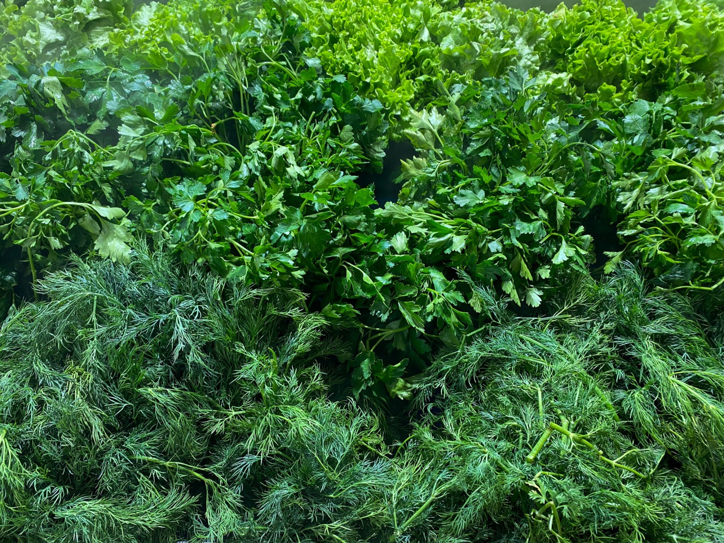 Cum să prelungești durata de viață a plantelor aromatice