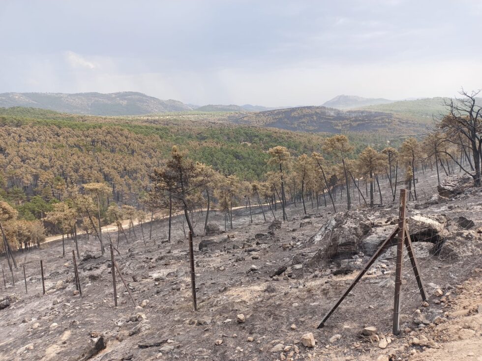 extinderea incendiilor orpita datorita pasunatului