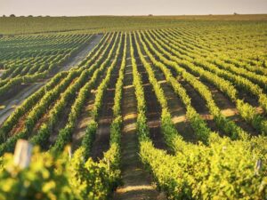 Purcari Wineries este una dintre cele 12 companii incluse în indicii FTSE Russell