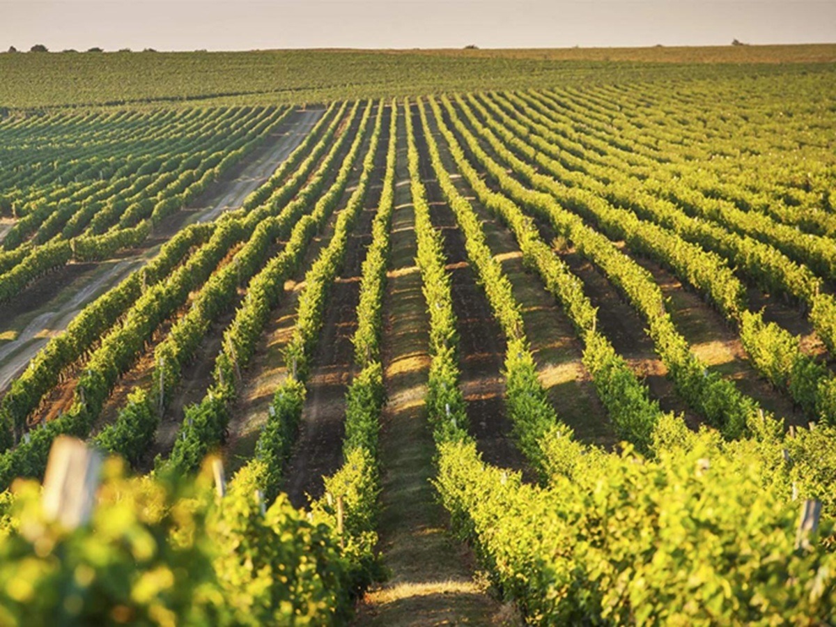 Purcari Wineries este una dintre cele 12 companii incluse în indicii FTSE Russell