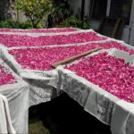 Plantația de trandafiri de la Curtea FOTO Ștefan Both