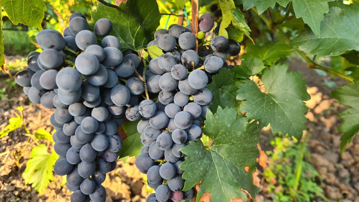 expozitie-de-struguri-in-premiera-usamv-cluj-50-de-soiuri-5-septembrie-centrul-de-cercetari-pentru-biodiversitate