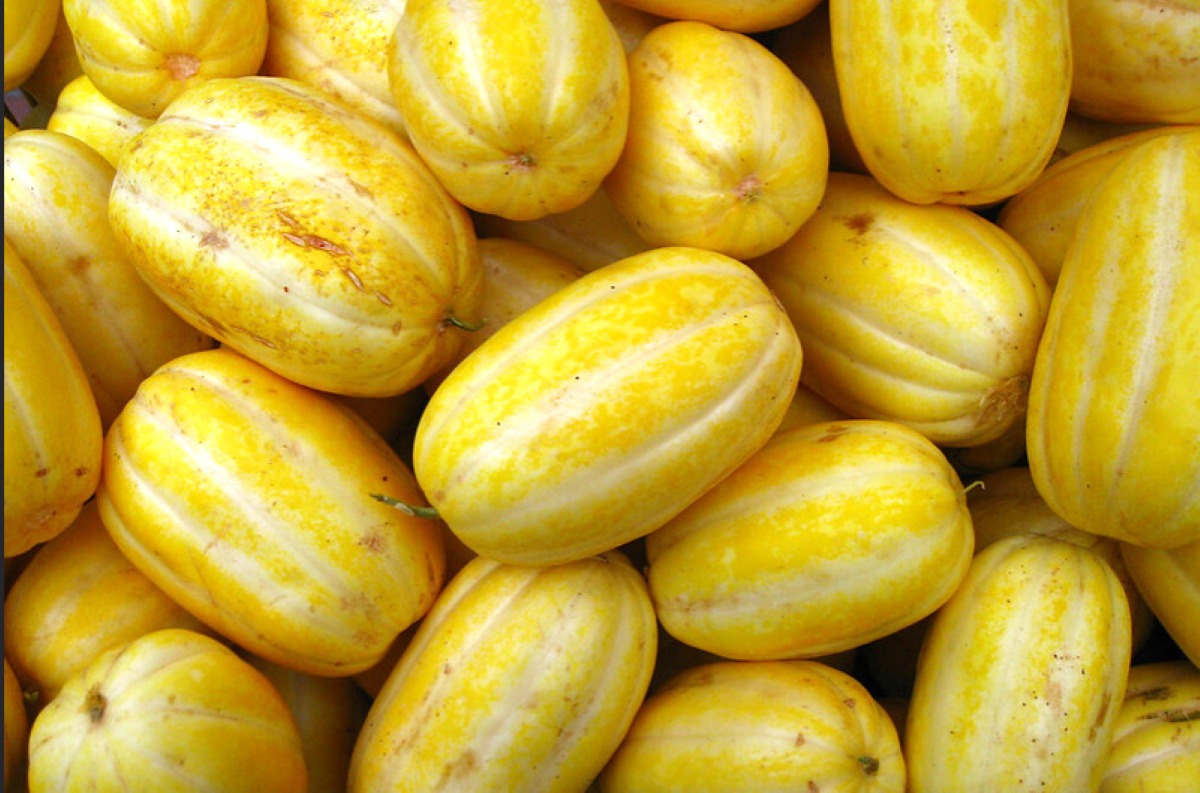 pepene-galben-varietatea-asiatica-pe-care-o-cultiva-un-tanar-fermier-din-judetul-arad