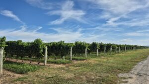 podgorii Niagara-on-the-Lake