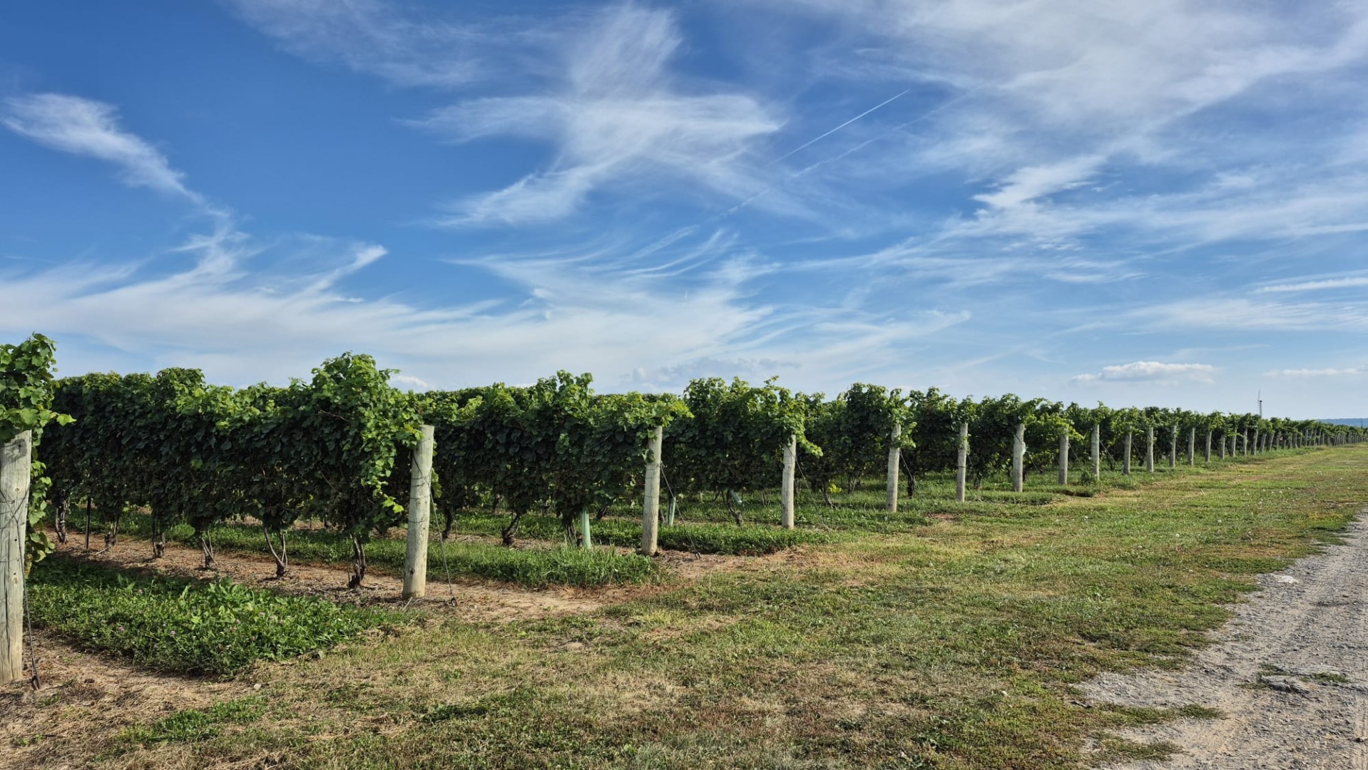 podgorii Niagara-on-the-Lake