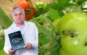 soiuri noi tomate românești vinete tradiționale pepeni vechi genetică vegetală