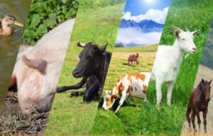 tot mai putine animale se vând în targurile tradiționale din județul Buzău