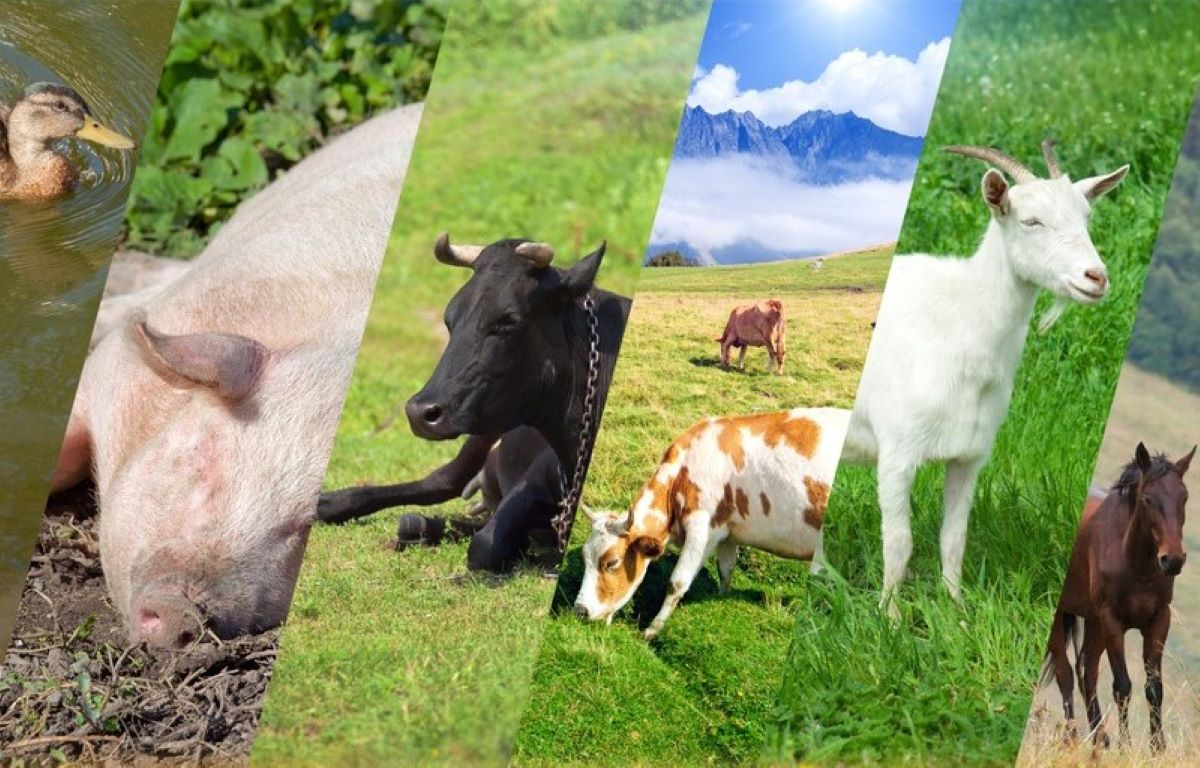 tot mai putine animale se vând în targurile tradiționale din județul Buzău