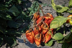 Culturile de ardei, afectate