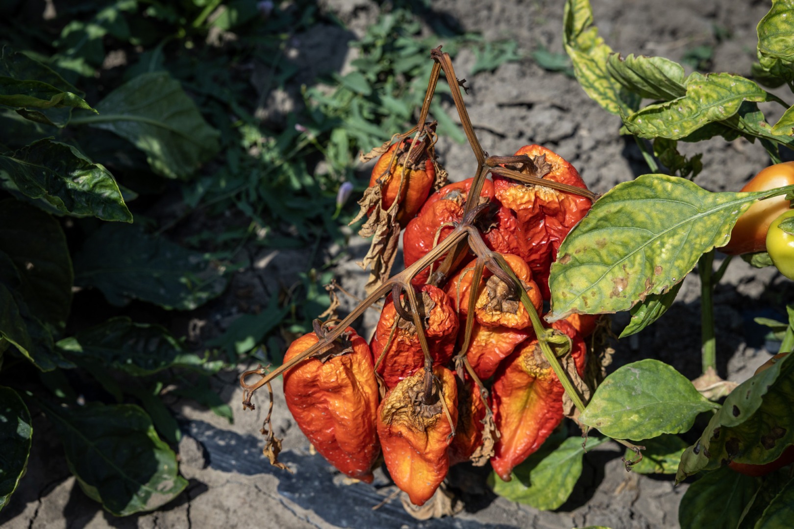 Culturile de ardei, afectate