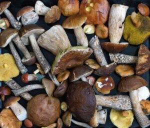 Ciuperci comestibile sau necomestibile, cum le identificăm