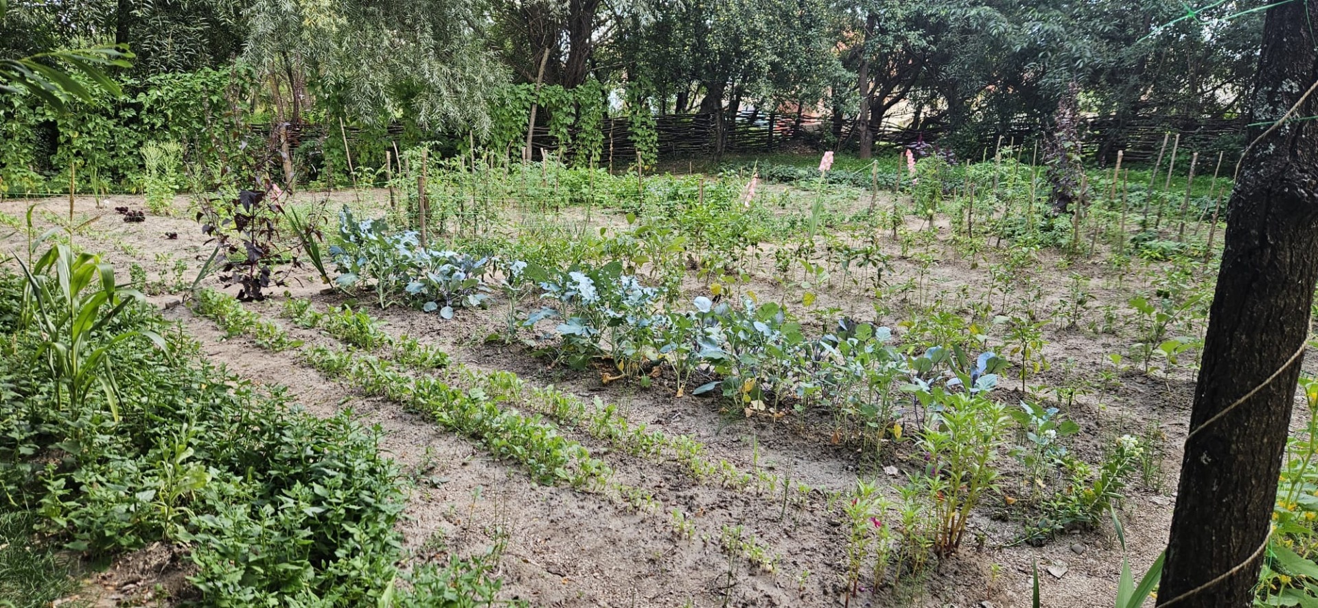 Grădina Regelui Charles de la Viscri