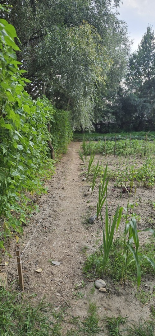 Grădina Regelui Charles de la Viscri