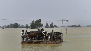 Grânarul Indiei, devastat de ape