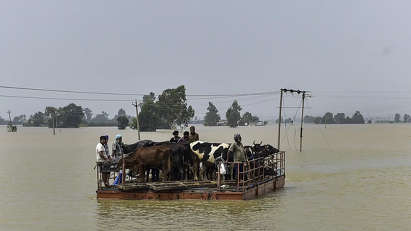 Grânarul Indiei, devastat de ape