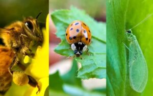 bondari-si-alte-insecte-in-loc-de-produse-chimice-in-culturile-de-rosii-si-ardei-din-judetul-botosani