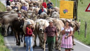 sarbatoarea transhumantei in nordul Italiei