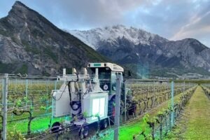 un-viticultor-din-marea-britanie-experimenteaza-razele-ultraviolete-in-locul-produselor-chimice