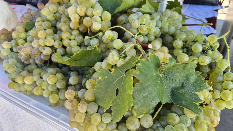 Bogățiile toamnei, la Blaj