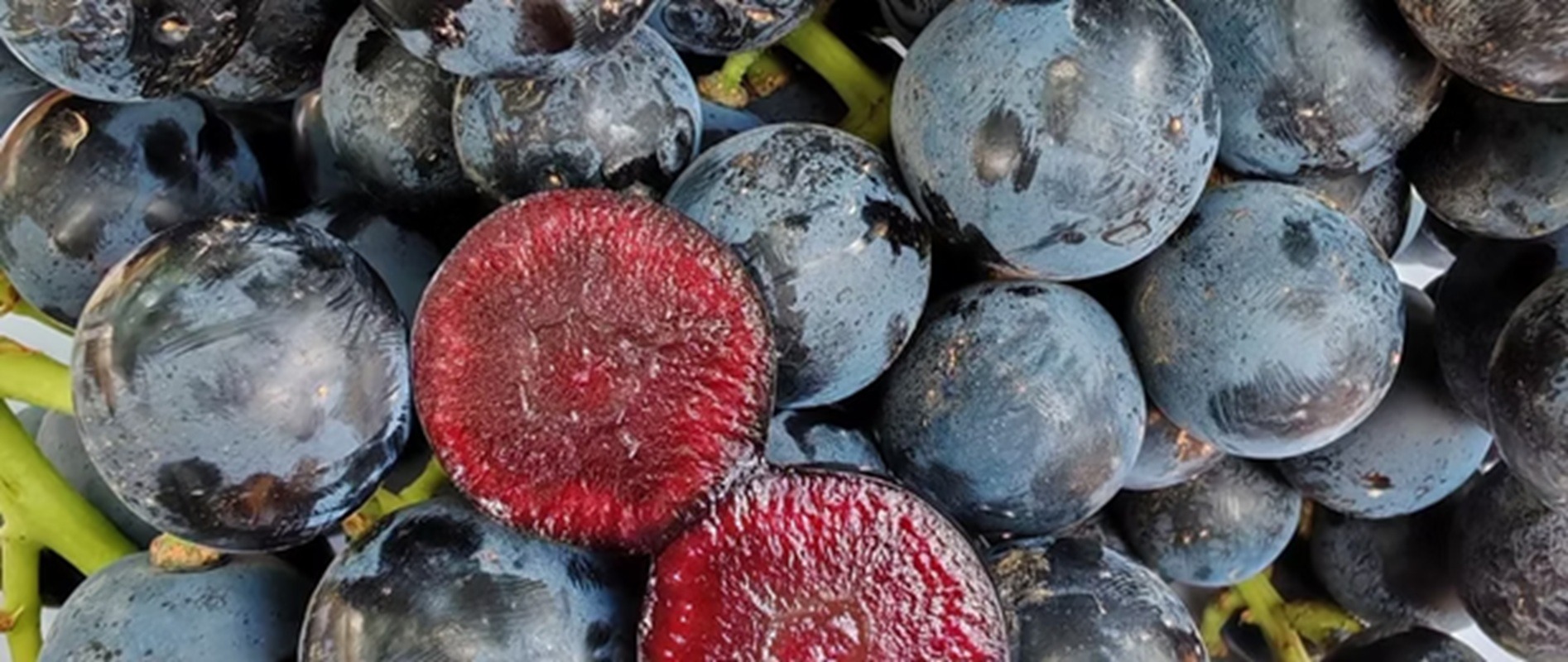 Nou soi de struguri cu pulpă roșie și fără sâmburi