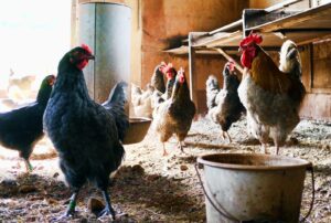 Tescovina poate inlocui antibioticele in tratarea pasarilor de curte