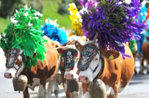 transhumanta vitelor in zonele alpine din Italia