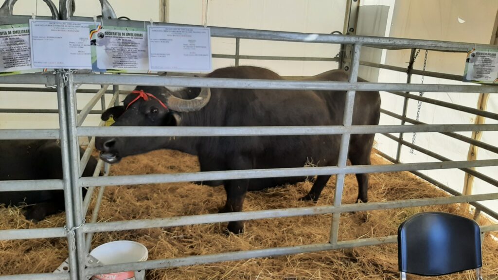 Bivolii la Indagra. O idee pentru tinerii fermieri