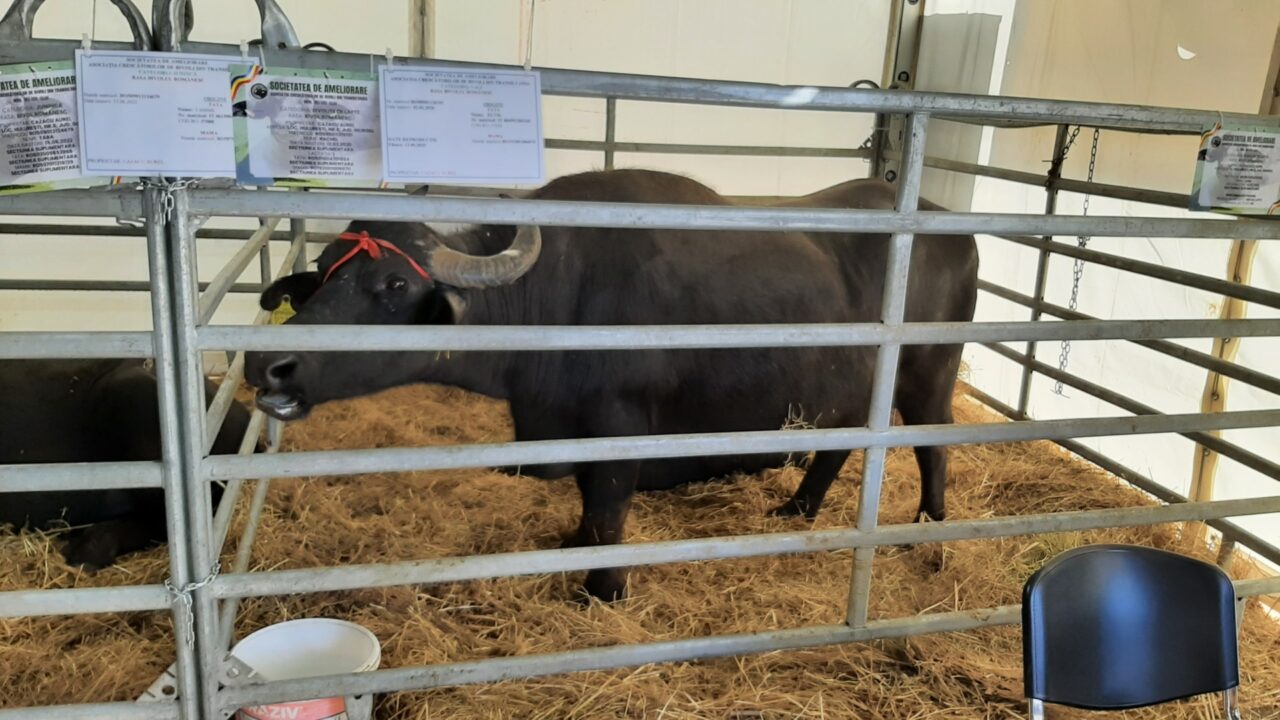 Bivolii la Indagra. O idee pentru tinerii fermieri