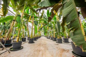 Chiquita a ales Sicilia pentru prima plantatie de banane din Europa